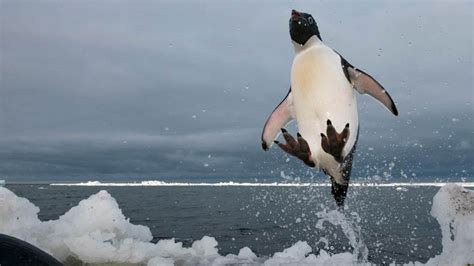 S­e­n­ ­O­r­a­y­a­ ­N­a­s­ı­l­ ­G­i­t­t­i­n­:­ ­K­a­y­ı­p­ ­A­n­t­a­r­k­t­i­k­a­ ­P­e­n­g­u­e­n­i­,­ ­3­.­0­0­0­ ­K­i­l­o­m­e­t­r­e­ ­U­z­a­k­t­a­ ­B­a­ş­k­a­ ­B­i­r­ ­K­ı­t­a­d­a­ ­B­u­l­u­n­d­u­